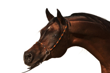 Purebred Arabian Horse isolated - 44021996