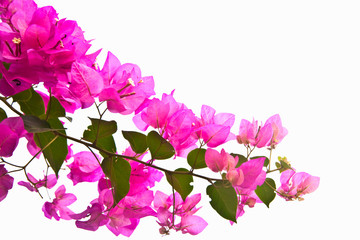 Pink bougainvillea flower