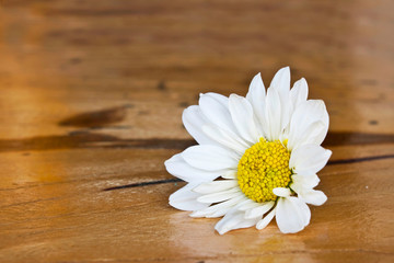 Obraz premium White chrysanthemum flower