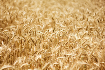 Fields of wheat