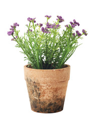 small beautiful flowers in flower pot
