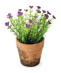 small beautiful flowers in flower pot