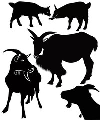 Goat  kids animals isolated