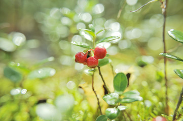 red bilberries