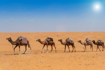 Kamele in der Sahara