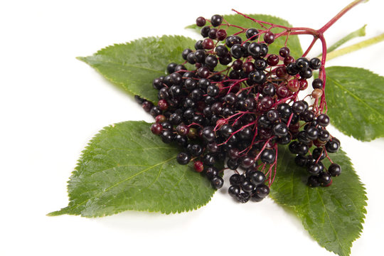 Sambucus nigra