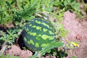 watermelon growing in the garden