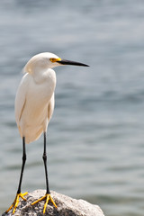 Snowy Egret