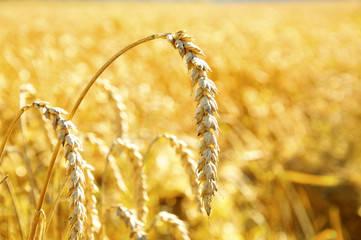 Wheat - 44025943