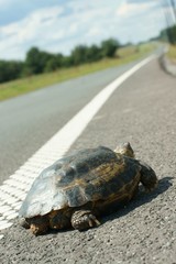 Turtle migration © GieZetStudio