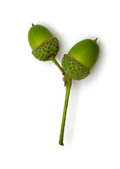 green acorn