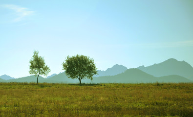 Fototapeta na wymiar dwa drzewa stojącego samotnie