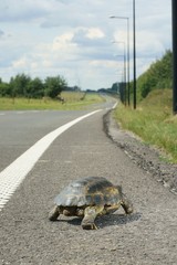 Turtle walking © GieZetStudio