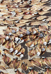 Drying fish at the beach