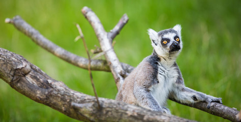Lemur kata (Lemur catta)