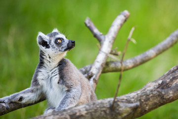 Lemur kata (Lemur catta)