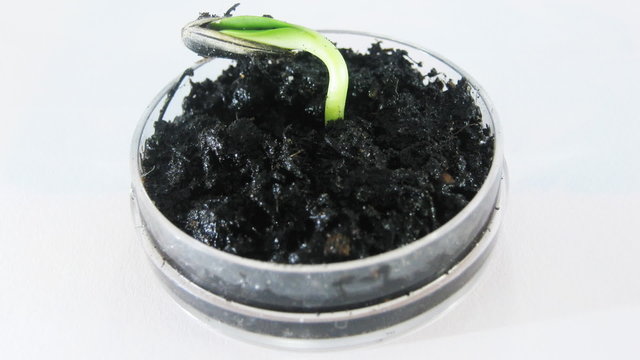 Time-lapse grow sprout from seed