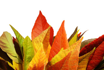 Fall Leaves Against a White Wall