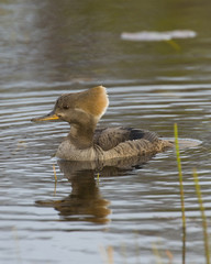 Female Hooded Merganser