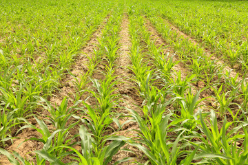 Young corn stalks on plow land