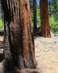 Trees of Yosemite