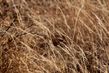 Bushveld Grass
