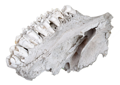 The jaw of an ancient herbivore