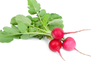 Bunch of fresh radish