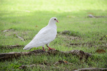 white dove