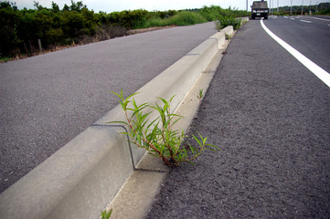 路上の雑草
