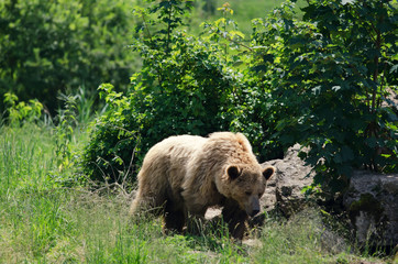 the grizzly