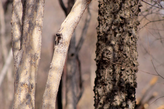 Bushveld Tree Trunks