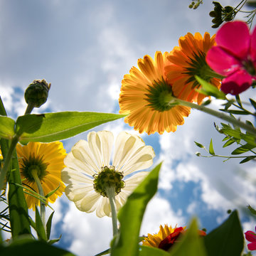 Fiori di campo
