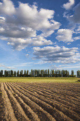 Plowed field