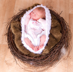 bébé dans un cocon dans un nid