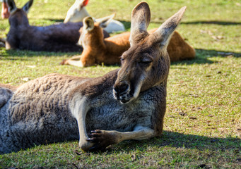 Large Kangaroo relaxing