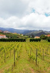 Fototapeta na wymiar Madeira wino (wschodnie wybrzeże)