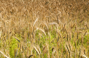 wheat field