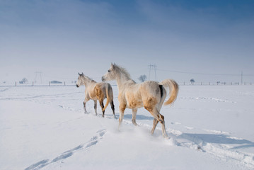 white horse