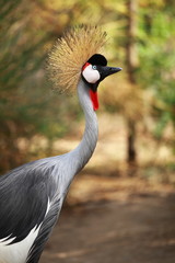Grey Crowned Crane on blured background