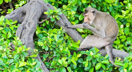 Monkey macaques sitting on tree