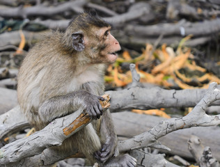 Young monkey macaques sitting on dried tree branch.