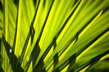 Green and bright palm leaves on blured background