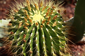 close up of globe shaped cactus with long thorns