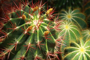 Fototapeta premium close up of globe shaped cactus with long thorns