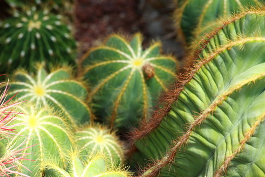 close up of globe shaped cactus with long thorns