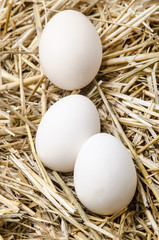 three white eggs lie in the straw