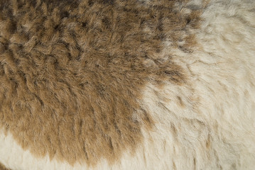 Brown & White Wool