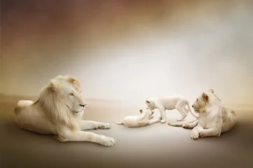 Crédence de cuisine en verre imprimé Lion Famille de lions blancs