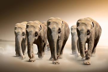 Elefantenherde © PureSolution